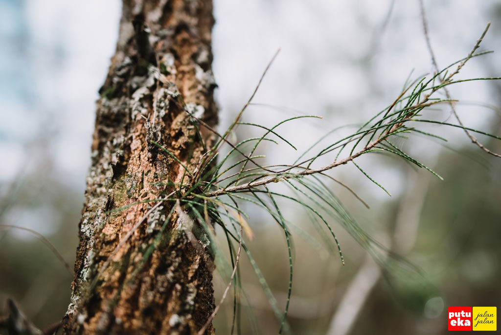 Daun Pinus yang berbentuk jarum dengan tekstur kulit pohon yang kasar