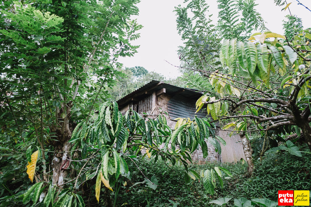 Bangunan disela-sela pohon kopi yang dipergunakan untuk beristirahat bagi pemilik kebun