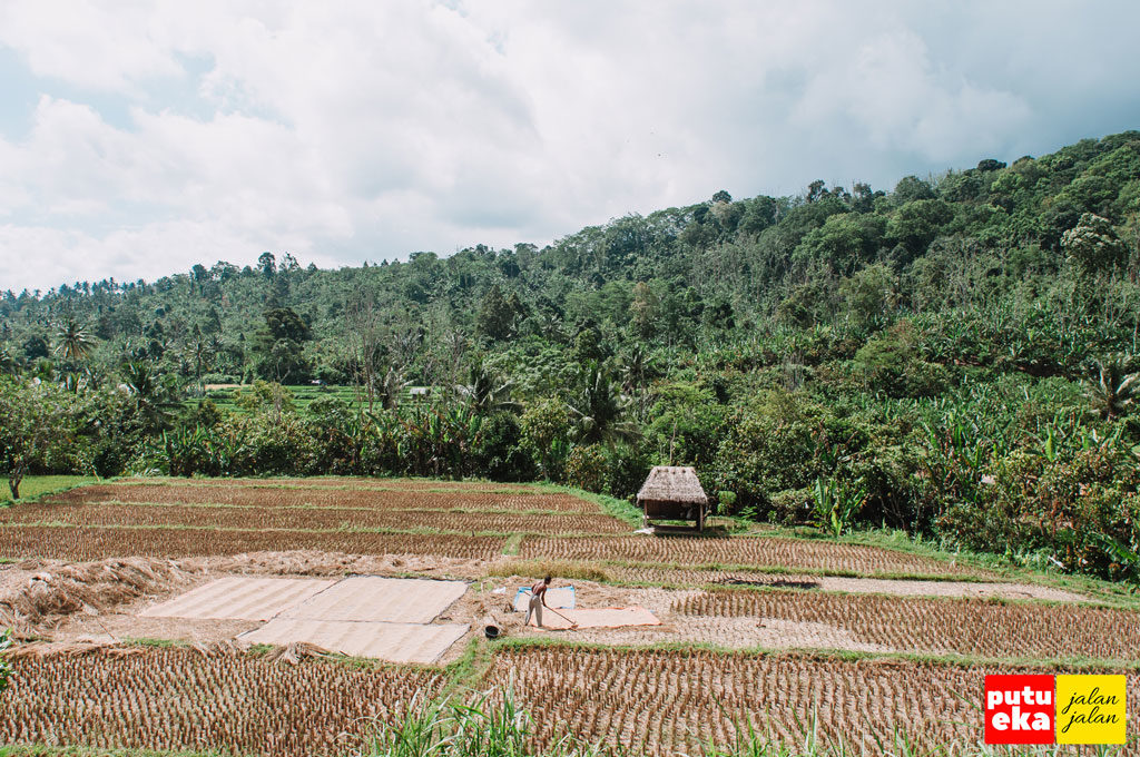 Petani sedang menjemur padi hasil panennya di sawah