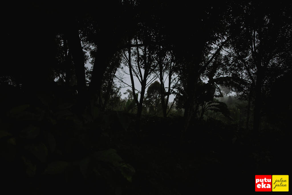 Kabut tampak bercengkrama dengan pohon cengkeh dikegelapan