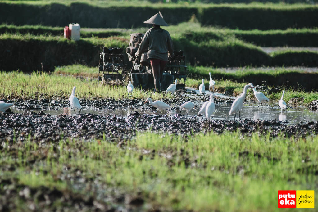 Burung-burung putih yang sedang mencari cacing di tanah yang sudah dibajak
