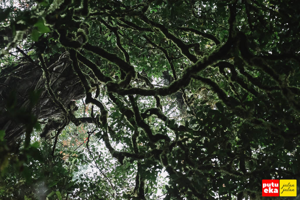 Liukan hijau eksotis dari cabang pohon di ketinggian