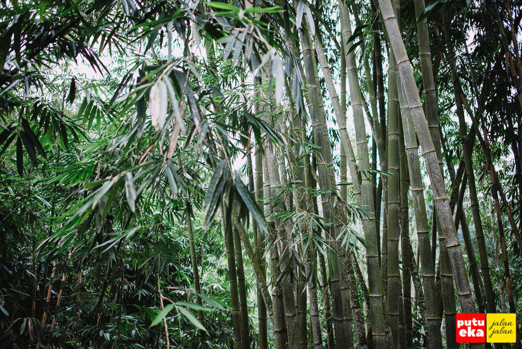 Pepohonan bamboo dengan gemerisik daunnya yang khas