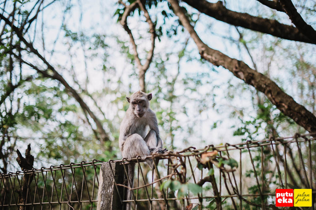 Seekor monyet sedang duduk diatas pagar dari besi
