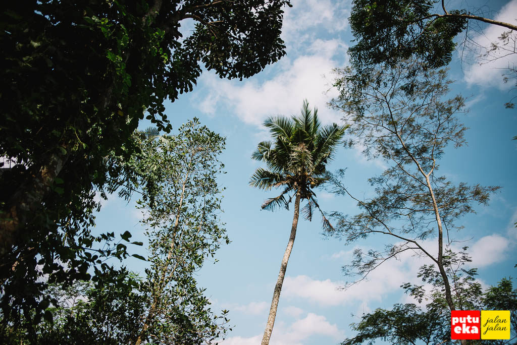 Pohon kelapa yang menjulang tinggi ke angkasa