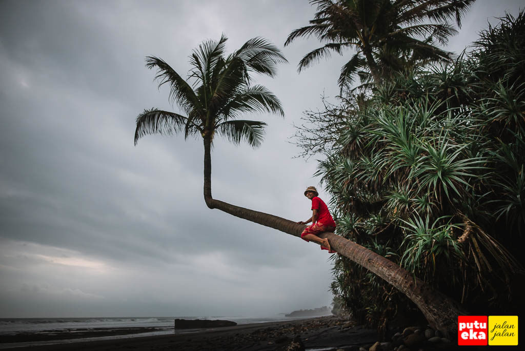 Perjuangan memanjat pohon kelapa yang miring dan licin di Pantai Pasut