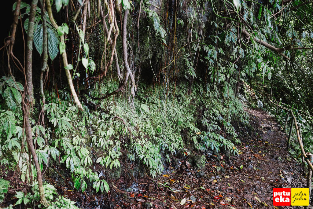 Jalan ke air terjun yang dibasahi kucuran air dari akar pohon