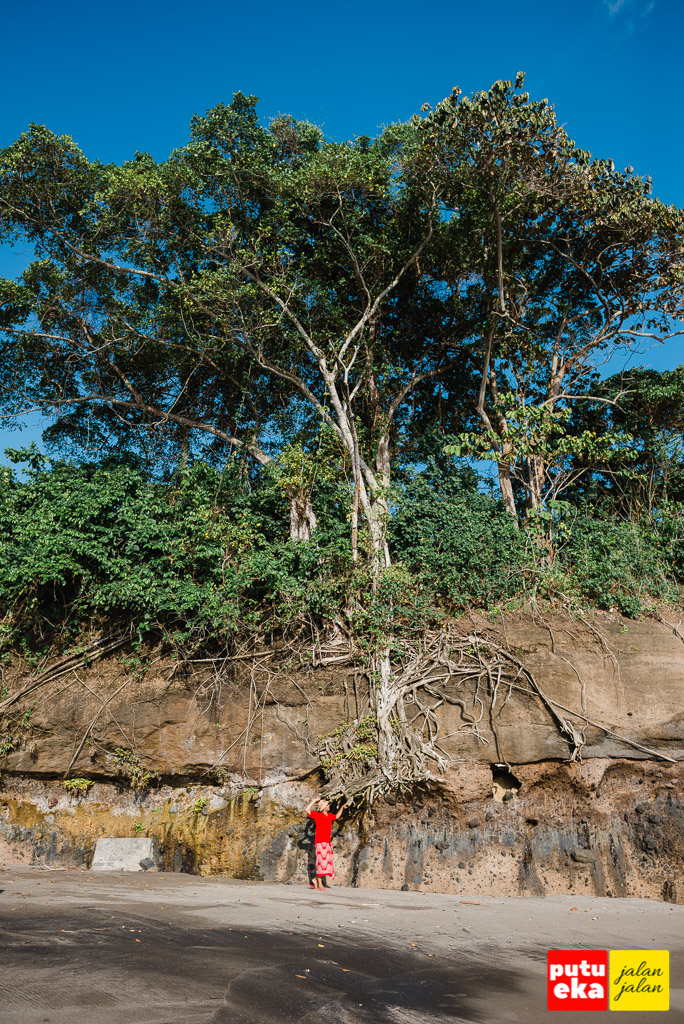 Tebing dari batu karang dengan akar pepohonan merambat