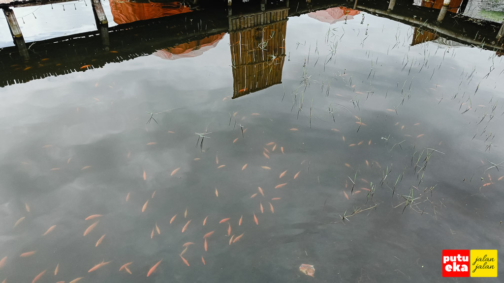 Ikan-ikan kecil yang banyak terlihat di air sekitar Dome Glamping