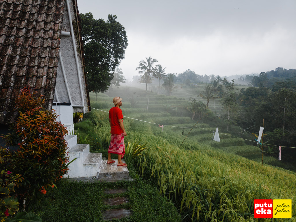 Padi Bali Jatiluwih dengan keindahan terasering persawahan menghijau