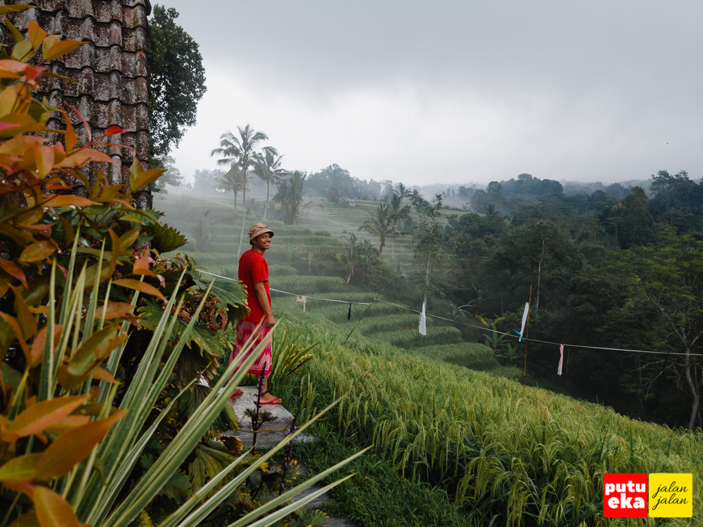 Kabut mulai turun disekitar persawahan Padi Bali Jatiluwih